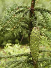 Picea abies 'Bohemica Pendula' 